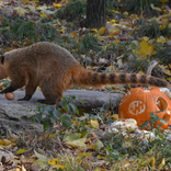 Letošní Halloween v Zoo Brno přilákal 2800 návštěvníků